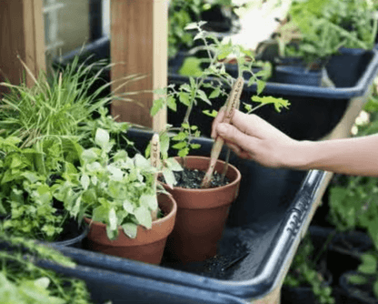 Adult Bamboo Toothbrush